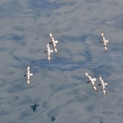 Cape Petrels