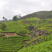 Tea Plantations Munnar (4)