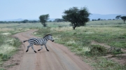 Zebra Crossing