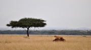 Serengeti view