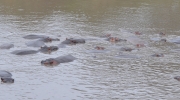 Hippo crowd