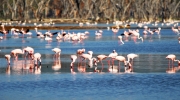 flamingo extravaganza